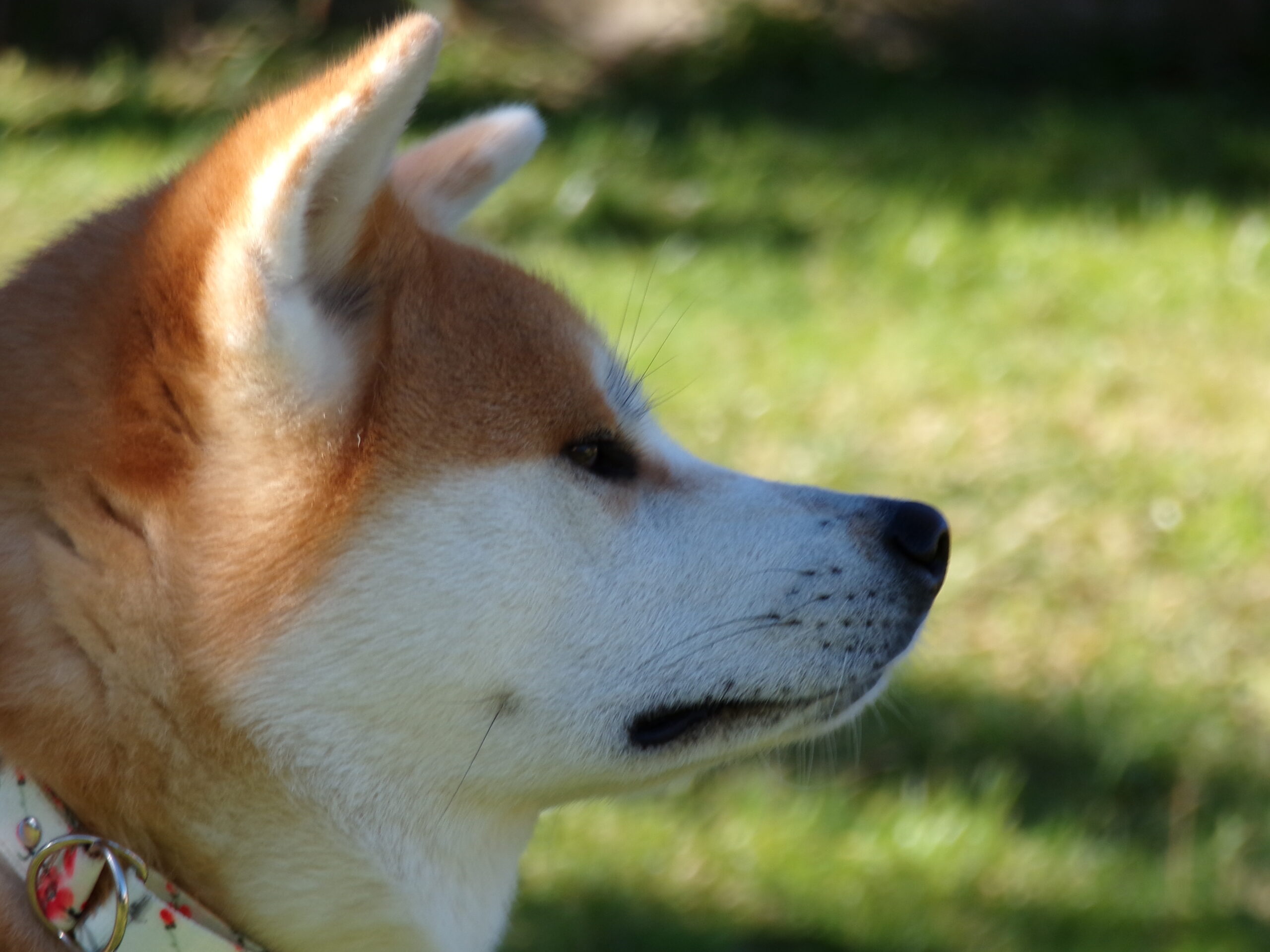 Akita Inu Fuyugeshiki