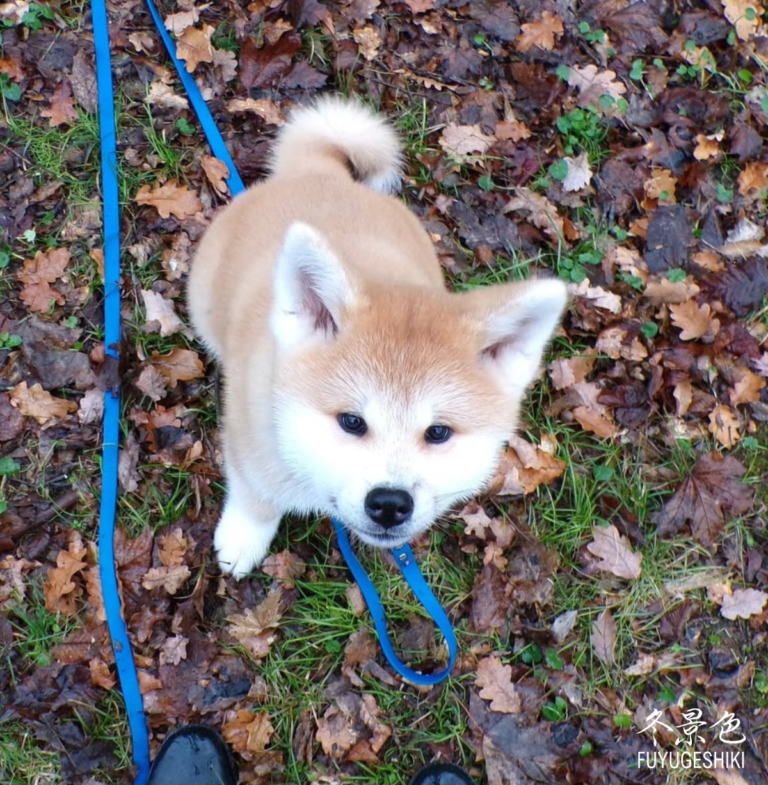 Puppy Blues