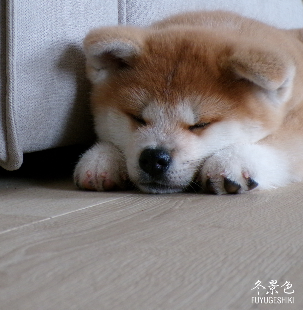 Akita Inu Chiots