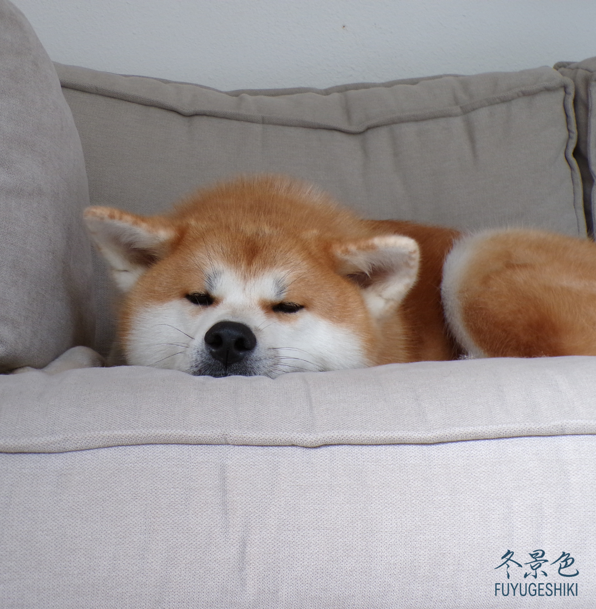 Akita inu dormant sur un canapé