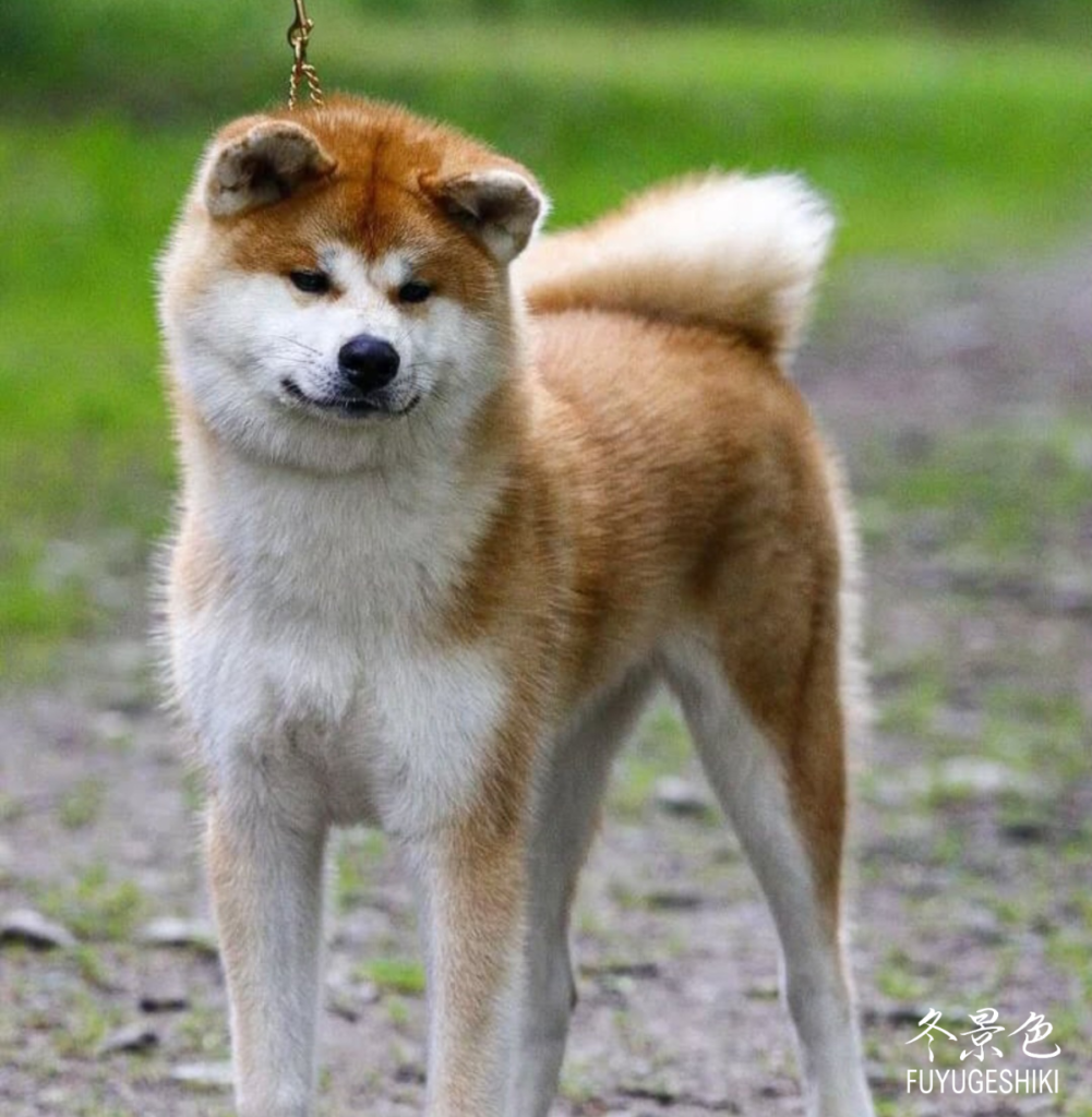 Standard Akita Inu