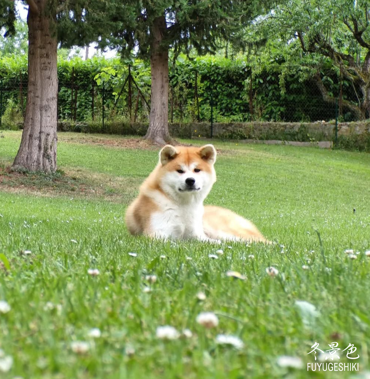 Akita Inu Chien