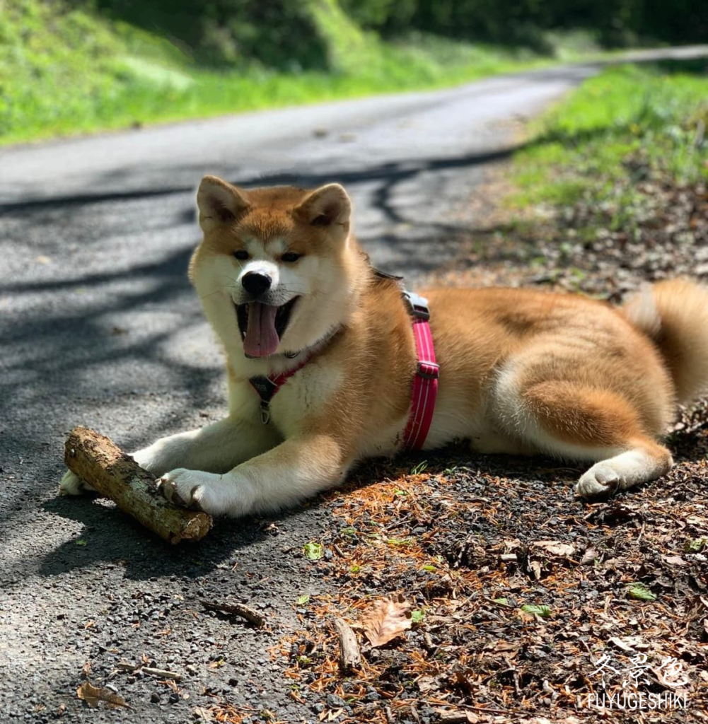 Caractère Akita Inu