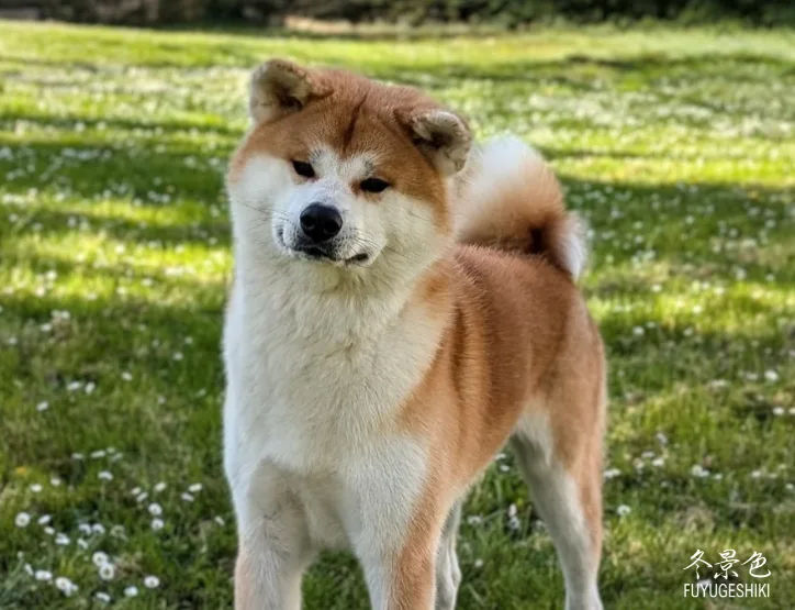 Tenshiyo Kensha Umami Matcha