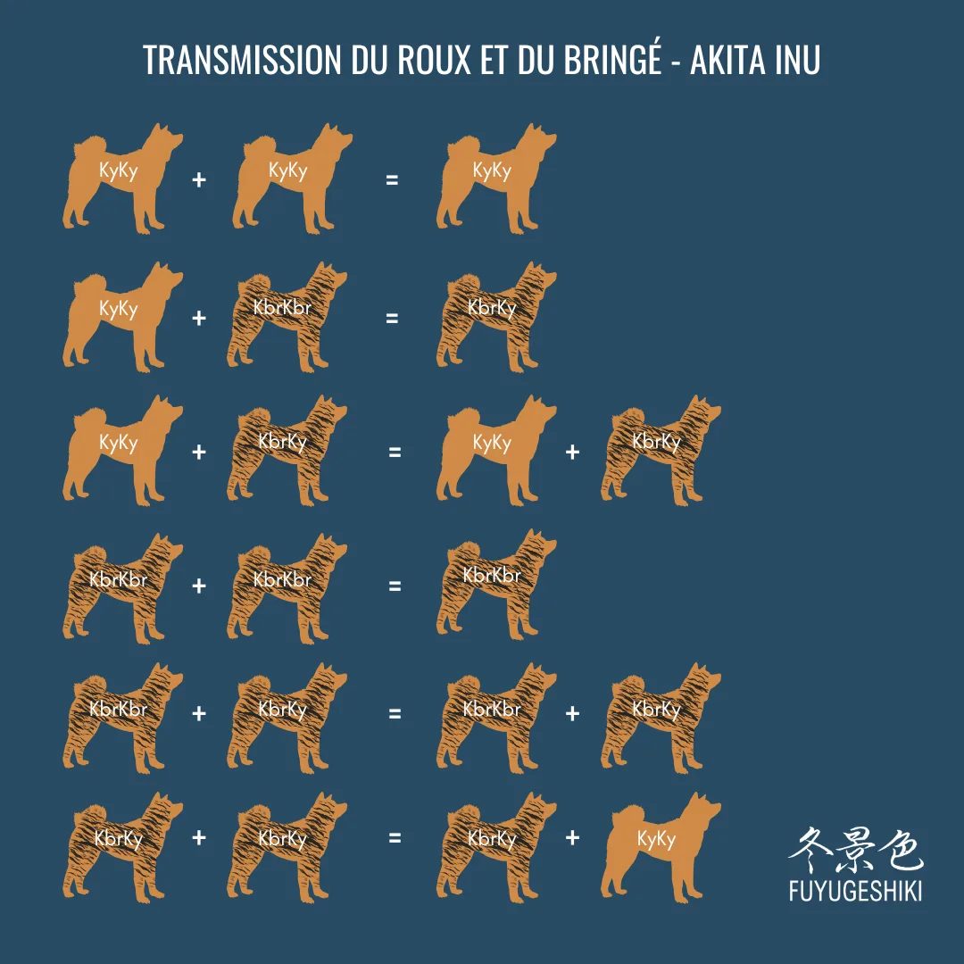 génétique akita inu