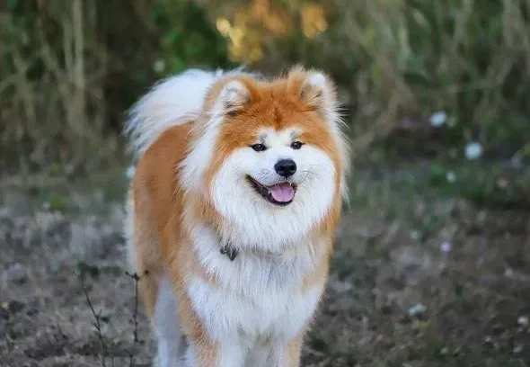 Akita Poils Long