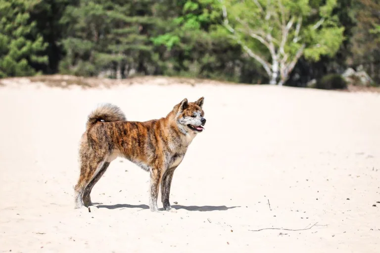 Deep Dive dans le standard : les couleurs de l&rsquo;Akita Inu