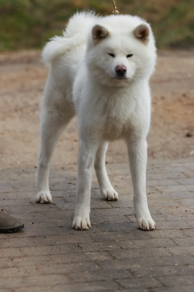 Akita Inu Blanc
