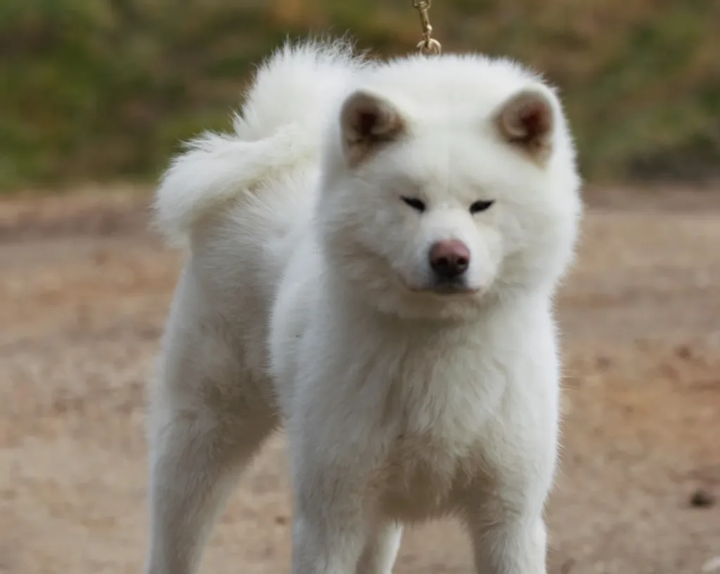Akita Inu Blanc
